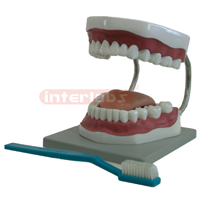 Tooth Care Model w/Brush, Large